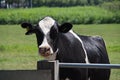 Frysian Holstein black and white cow in a land Royalty Free Stock Photo