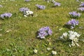 Early Bloomers Tell It Is Springtime Royalty Free Stock Photo