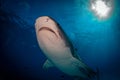 15 ft. Tiger Shark Royalty Free Stock Photo