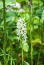 Fuch`s Dactylorhiza, or Common Spotted Orchid Dactylorhiza fuchsii Royalty Free Stock Photo