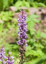 Fuch`s Dactylorhiza, or Common Spotted Orchid Dactylorhiza fuchsii Royalty Free Stock Photo