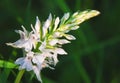 Fuch`s Dactylorhiza, or Common Spotted Orchid Dactylorhiza fuchsii Royalty Free Stock Photo