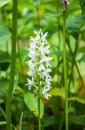 Fuch`s Dactylorhiza, or Common Spotted Orchid Dactylorhiza fuchsii Royalty Free Stock Photo