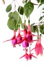 Fuchsia