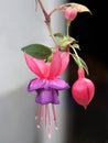 Fuchsia Royalty Free Stock Photo