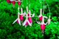 Fuchsia blooming. Hanging house plant in greenhouse. Pink and white flower