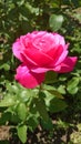 Fuchsia or bright pink roses in full bloom