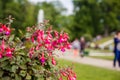 Fuchsia bush close-up with blurry background