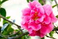 Fuchsia Camellia