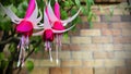 Fuchsia `Checkerboard`. The tube is red while the sepals are red to white.