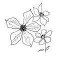 Fuchsia Clematis in a vector style isolated. Black and white sketch. Spring Flowers Blooming Royalty Free Stock Photo