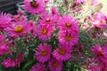 Fuchsia colored flowers of Michaelmas daisies in October Royalty Free Stock Photo