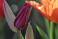 Fuchsia Tulip Bud