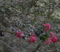 Fuchsia Crepe Myrtle Blooms