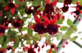 Fuchsia Dark Eyes. Close-up of blooming flowers Royalty Free Stock Photo