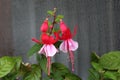 Fuchsia decorative flowering plant single branch with two fully open pendulous teardrop shaped light pink flowers