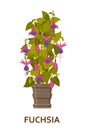 Fuchsia. Decorative houseplant in pot. Florist indoor tree or interior flowerpot. Vector illustration