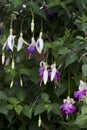 Fuchsia `Delta`s Sarah` in flower in summer, a hardy purple and white flowering fuchsia, in a garden in an English garden Royalty Free Stock Photo