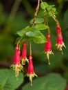 Fuchsia (disambiguation) Royalty Free Stock Photo