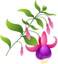 Fuchsia flower