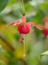 Fuchsia Flower