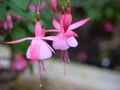 Fuchsia Flower