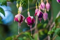 Fuchsia Flower Blurred Background