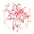 Fuchsia flower drawing