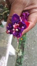 Fuchsia flower between the finger