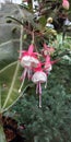 Fuchsia Flower Royalty Free Stock Photo