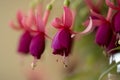 Fuchsia flower Royalty Free Stock Photo
