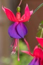 The Fuchsia flower has four red sepals and four purple petals