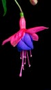 Fuchsia Flower Isolated on Black Background Royalty Free Stock Photo