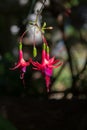 Fuchsia flower - Lady`s eardrop Royalty Free Stock Photo