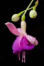 Fuchsia flower or Onagraceae Royalty Free Stock Photo