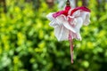 Fuchsia Flower Plant Royalty Free Stock Photo