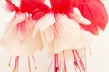 Fuchsia Flower in Red and White