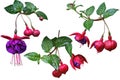 Fuchsia Flower Set