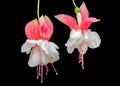 Fuchsia flower Royalty Free Stock Photo