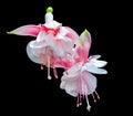 Fuchsia flower Royalty Free Stock Photo