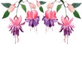 Fuchsia watercolor hand-drawn illustration. Beautiful pink flowers and buds isolated on a white background Royalty Free Stock Photo