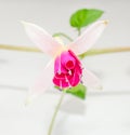 Fuchsia flower, white background Royalty Free Stock Photo