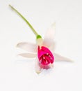 Fuchsia flower, white background Royalty Free Stock Photo