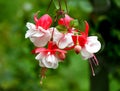 Fuchsia flower. white-pink flowers on a green background Royalty Free Stock Photo