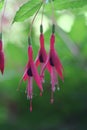 Fuchsia flowers Royalty Free Stock Photo