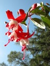 Fuchsia Flowers