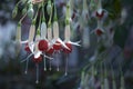 Fuchsia flowers