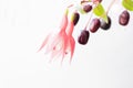 Fuchsia flowers and buds Royalty Free Stock Photo
