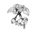 Fuchsia flowers and buds. Decorative composition. Ink drawing. Graphic arts. Wallpaper. Use printed materials, signs, posters,