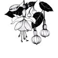 Fuchsia flowers and buds. Decorative composition. Ink drawing. Graphic arts. Wallpaper. Use printed materials, signs, posters,